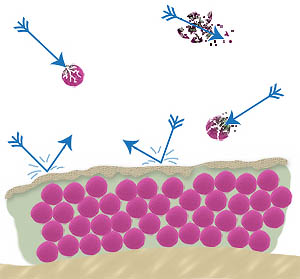 Bacteria within a biofilm