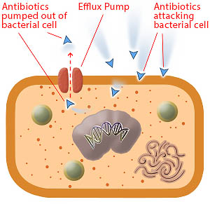 Bacteria within a biofilm