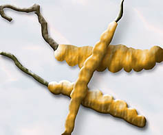 Cordyceps