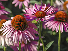 Echinacea