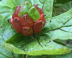 Goldenseal