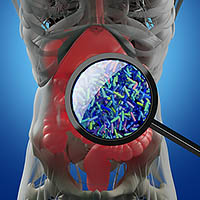 Probiotics in gut