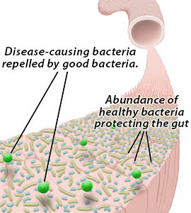 Healthy intestines