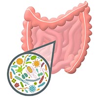 Gut bacteria