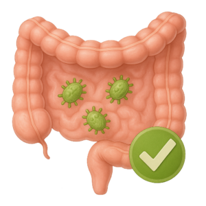 Healthy balanced intestines