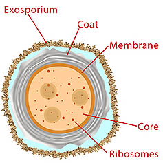 Spore cross-section diagram